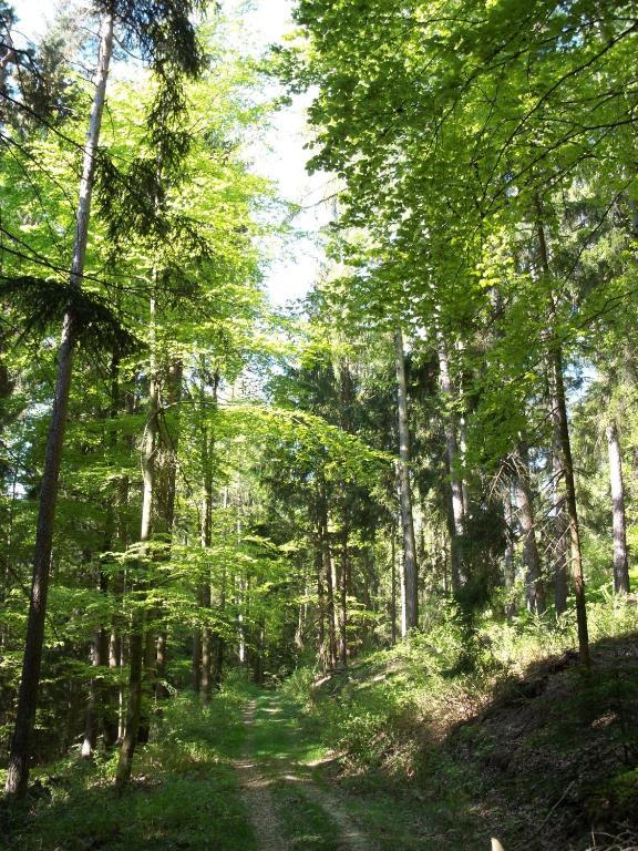 Blockhaus Hedwig Villa Stamsried Eksteriør billede
